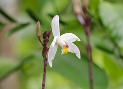 Bromheadia finlaysoniana, photograph (c) Indy Marshall, some rights reserved (CC BY)