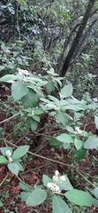 Solanum erianthum