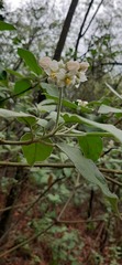 Solanum erianthum