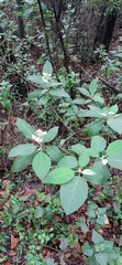 Solanum erianthum