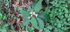 Solanum erianthum
