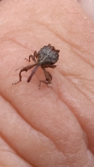 Anthonomus quadrigibbus