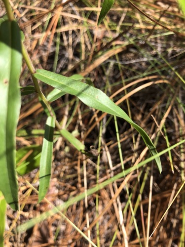 Solidago tortifolia image
