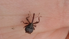 Anthonomus quadrigibbus