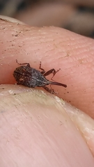 Anthonomus quadrigibbus