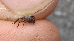 Anthonomus quadrigibbus