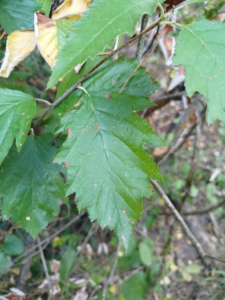 Karpatiosorbus remensis