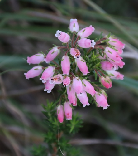 Erica oatesii, photograph 6