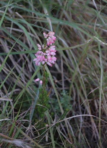 Erica oatesii, photograph 5