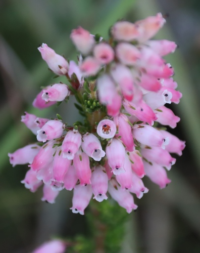 Erica oatesii, photograph 4