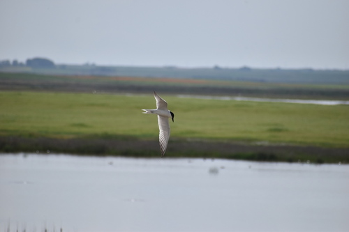 iNaturalist image