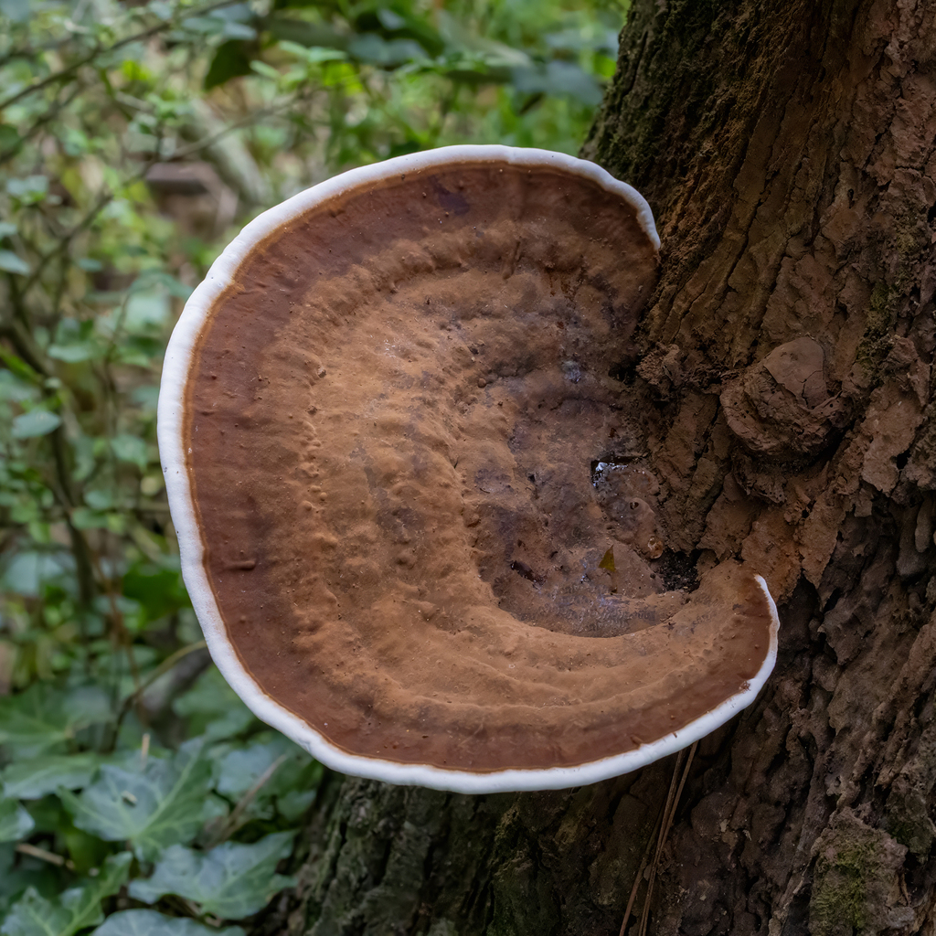 Ganoderma lobatum · July 2026 · photo: Photo: (c) Dan Vickers, some rights reserved (CC BY) · iNaturalist