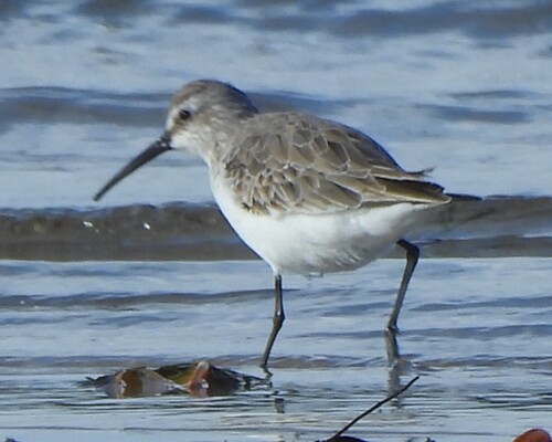 iNaturalist image