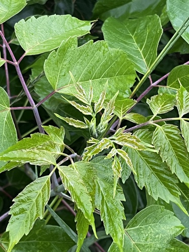 box elder