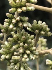 Critoniopsis bogotana