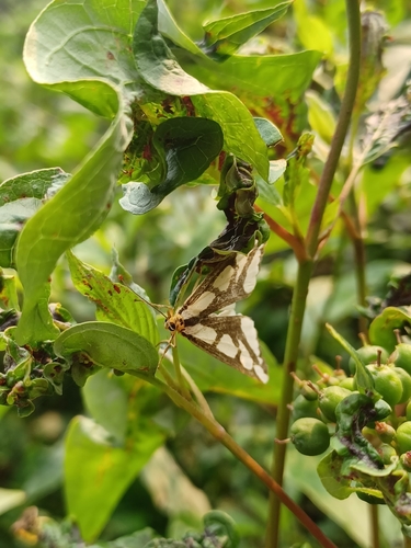 Leconte's Haploa Moth