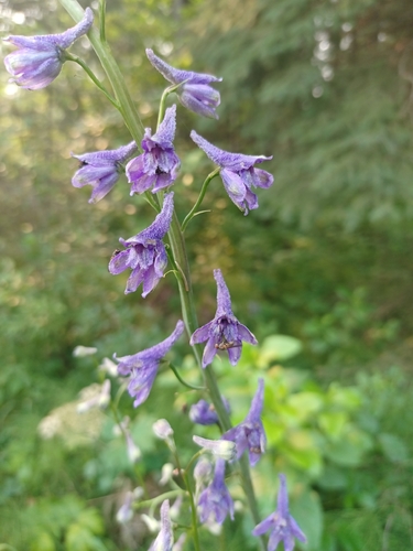 Sierra larkspur