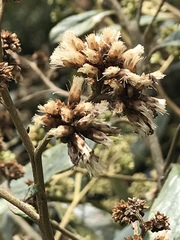 Critoniopsis bogotana