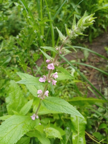 prairie woundwort
