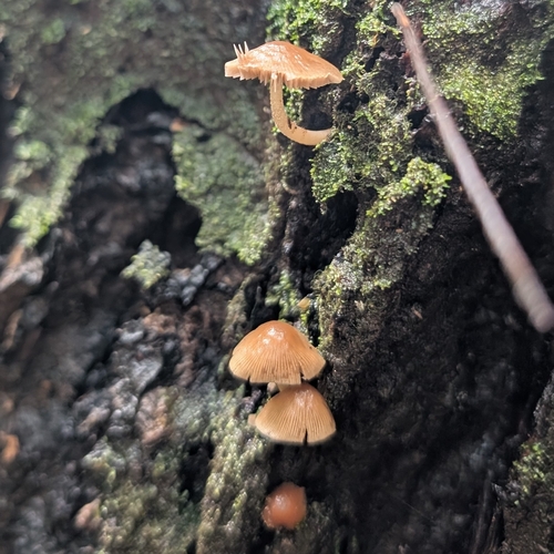 Gymnopus observed 2026-07-10