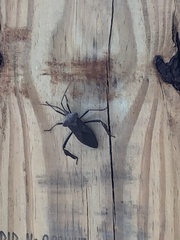 Acanthocephala declivis