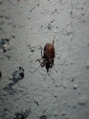 Hyperinae