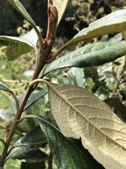 Critoniopsis bogotana