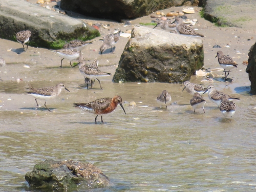 iNaturalist image