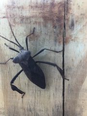 Acanthocephala declivis