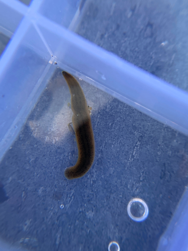 Erpobdella punctata
