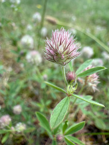 rabbitfoot clover