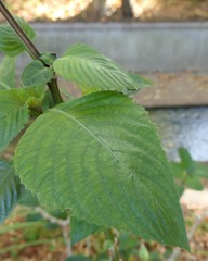 Brillantaisia