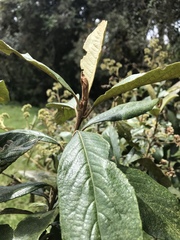 Critoniopsis bogotana