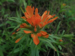 Castilleja hispida