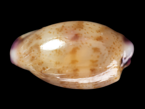 Cypraea microdon observed 2026-07-11