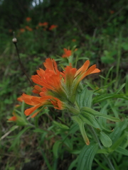 Castilleja hispida