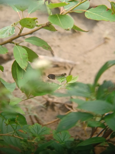 River Jewelwing