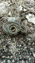 Thamnophis sirtalis semifasciatus