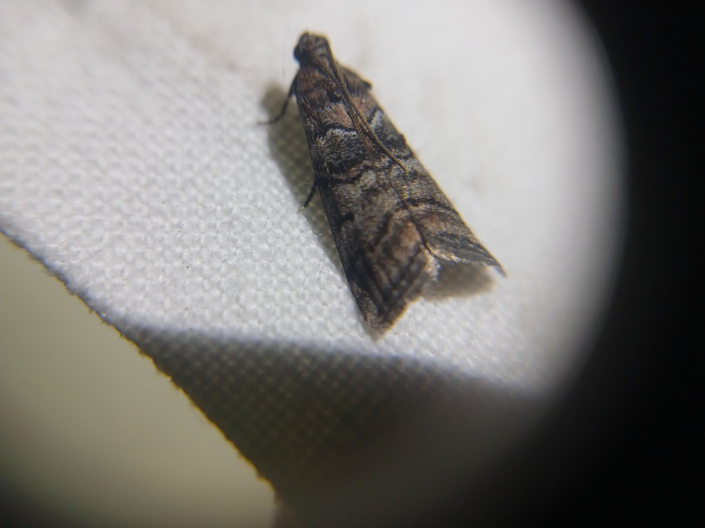 Acrobasis obtusella