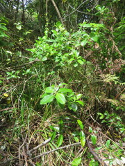 Coprosma macrocarpa minor