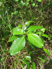 Coprosma macrocarpa minor