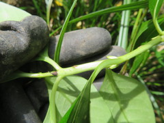 Coprosma macrocarpa minor