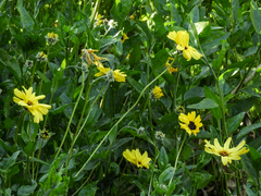 Helianthus californicus