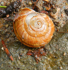 Helminthoglypta sonoma