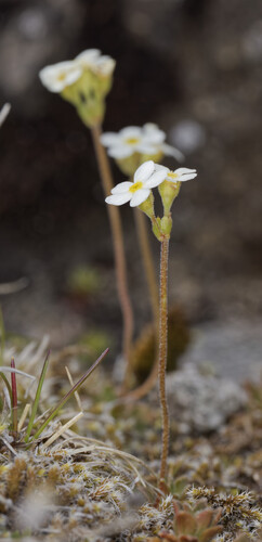 Androsace obtusifolia, photograph 6