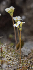Androsace obtusifolia, photograph (c) Thierry Arbault, some rights reserved (CC BY)