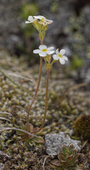 (c) Thierry Arbault, some rights reserved (CC BY) Androsace obtusifolia, photograph (c) Thierry Arbault, some rights reserved (CC BY)