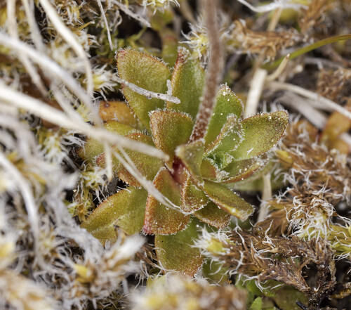 Androsace obtusifolia, photograph 4