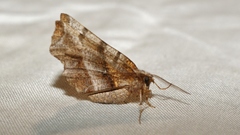 Selenia dentaria