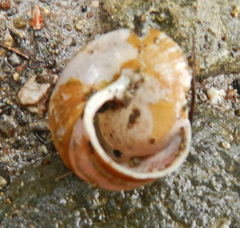 Helminthoglypta sonoma